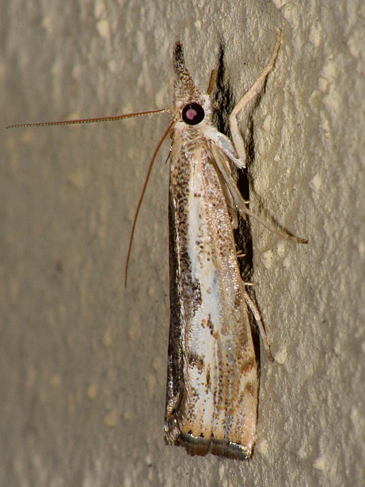 Altra Agriphila da id - Agriphila tolli